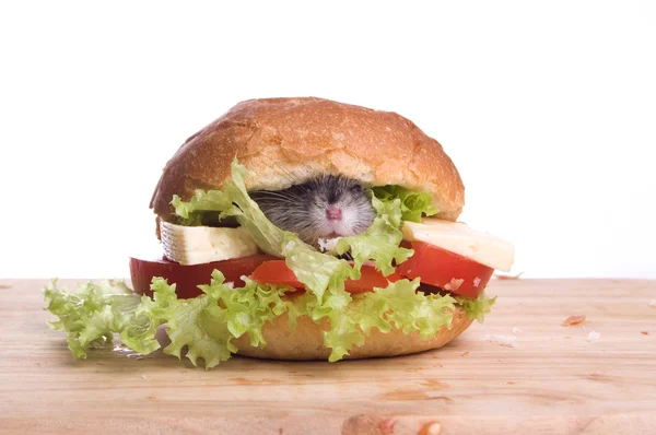 Hamster en voedsel — Stockfoto