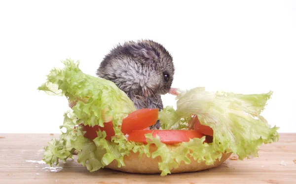 Hamster in food — Stock Photo, Image