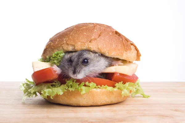 Hamster i mat — Stockfoto