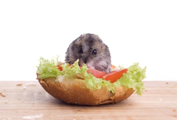 Hamster og mat – stockfoto