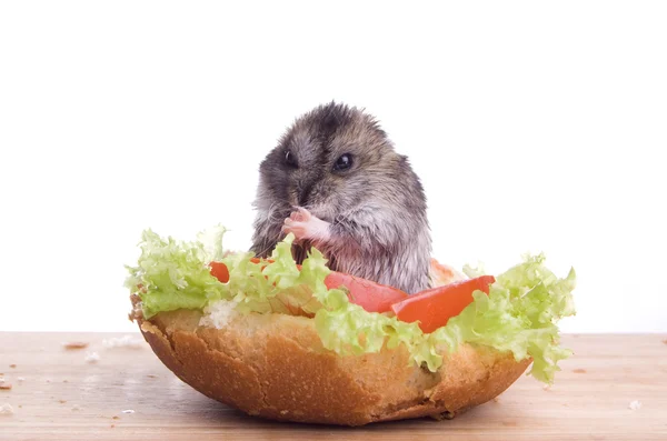 Hamster en voedsel — Stockfoto