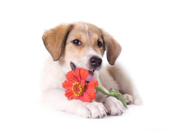 Little puppy clipart