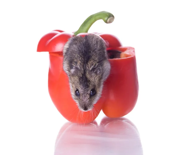 Hamsters en lees peper — Stockfoto