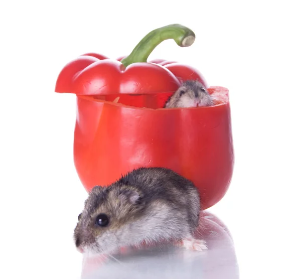 Hamstrar och Läs peppar — Stockfoto