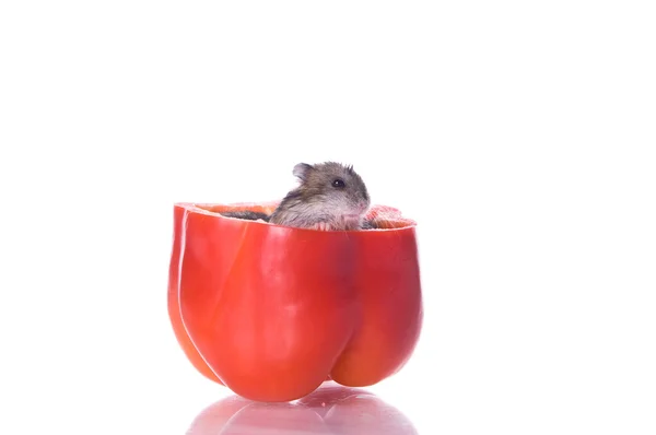 Hamsters and read pepper — Stock Photo, Image