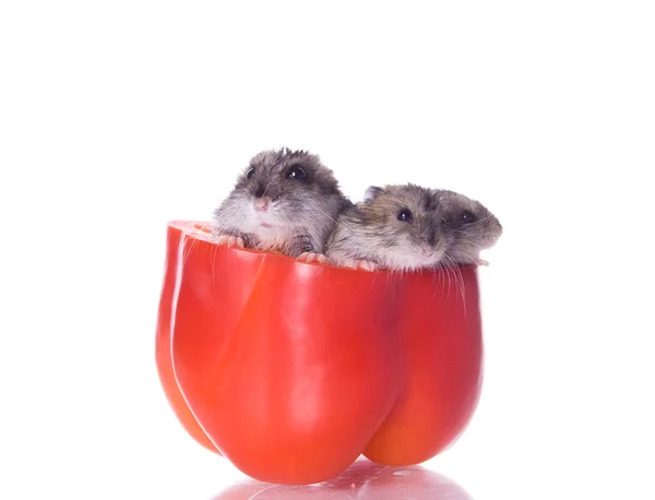 stock image Hamsters and read pepper