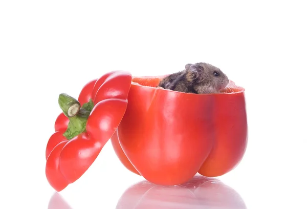 Hamsters and read pepper — Stock Photo, Image
