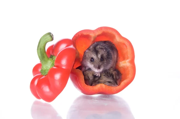 Hamster en rode paprika — Stockfoto