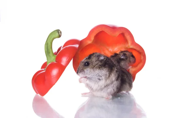 金黄地鼠和读取的胡椒 — 图库照片