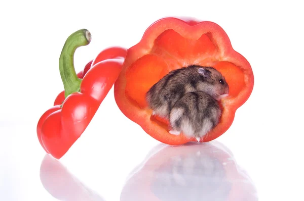 Hamster and red pepper — Stock Photo, Image