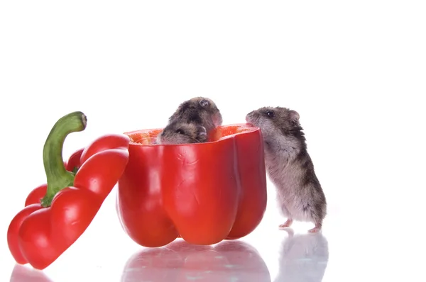 Hamster und Paprika lesen — Stockfoto