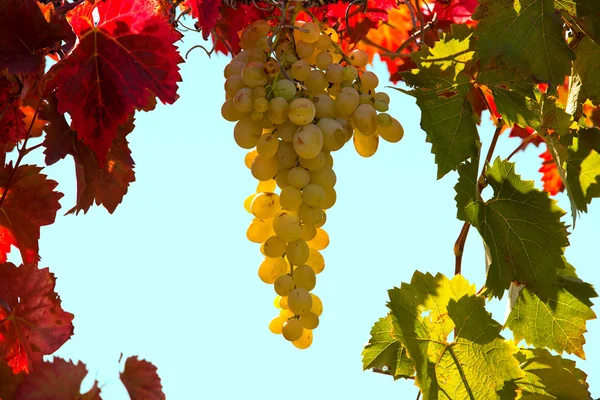 Грона винограду Стокове Фото