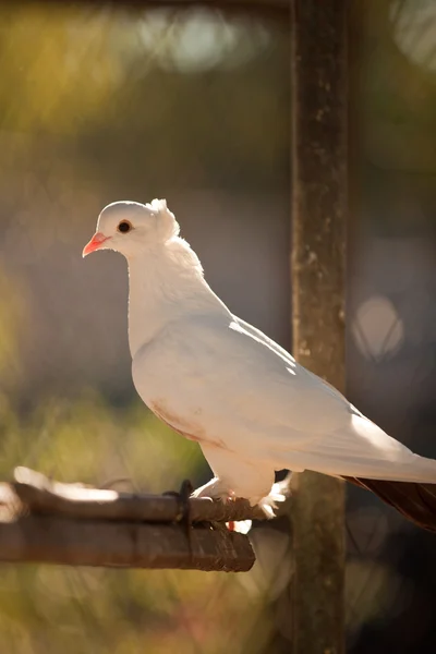 stock image White dove