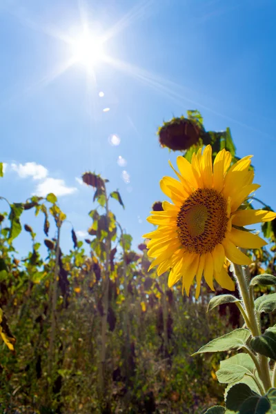 Ayçiçeği çiçeklenme