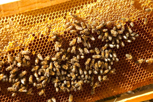 Les abeilles à la maison — Photo