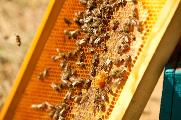 Les abeilles travaillent sur un rucher — Photo