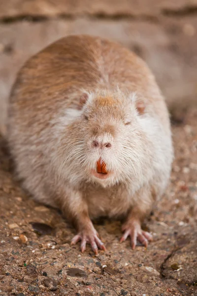 Симпатичная крыса Стоковое Фото