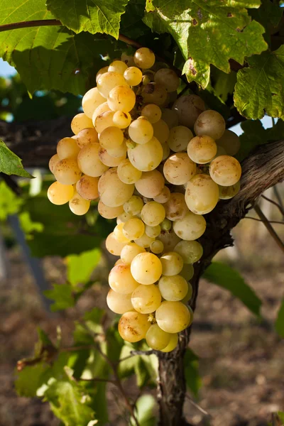 Висока якість винограду Стокове Зображення