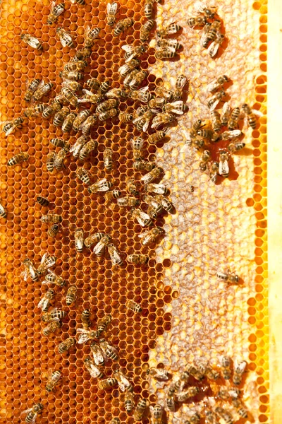 Worker bees Stock Picture