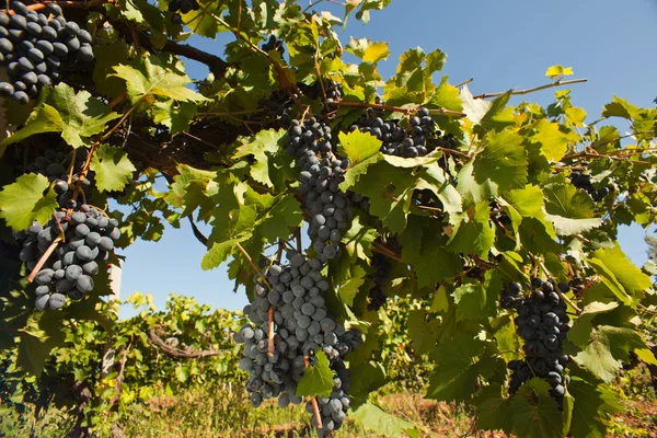 Fresh vineyards Stock Image