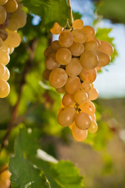 Рост винограда Стоковая Картинка