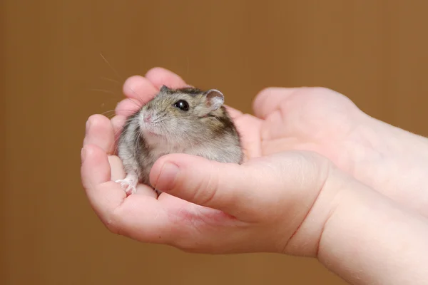 Hamster in child's hands — Stock Photo, Image