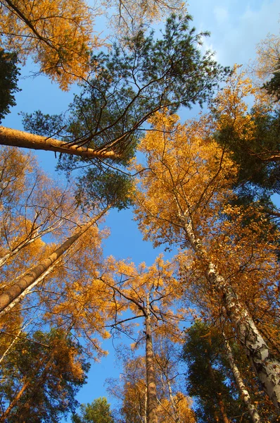 Sonbahar ağaçlar dikey — Stok fotoğraf
