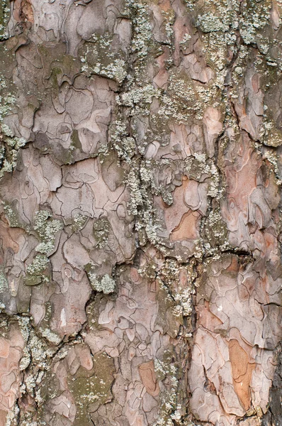 松树树皮与苔藓纹理、 图案 — 图库照片
