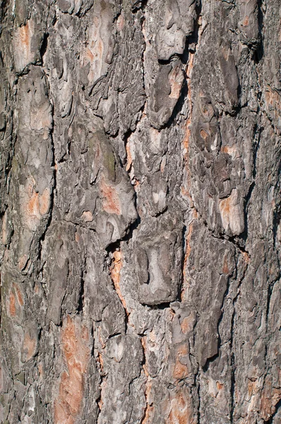 松树树皮纹理、 图案垂直 — 图库照片
