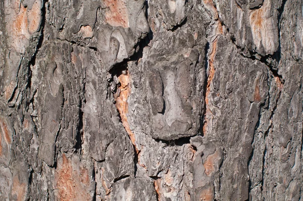 Corteccia di pino texture, modello orizzontale — Foto Stock