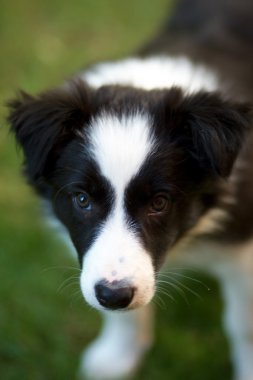 Sınır Collie köpeği