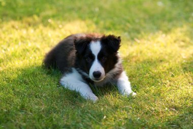 Sınır Collie köpeği