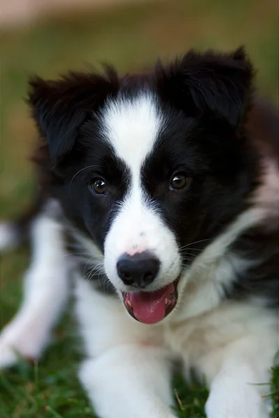 Grens Collie puppy Stockfoto