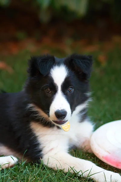 Grens Collie puppy Stockfoto
