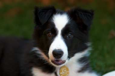 Sınır Collie köpeği