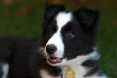 Sınır Collie köpeği