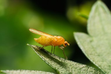 meyve sineği drosophila yaprak üzerinde