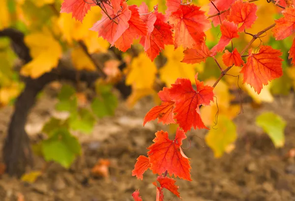 秋のブドウ園 — ストック写真