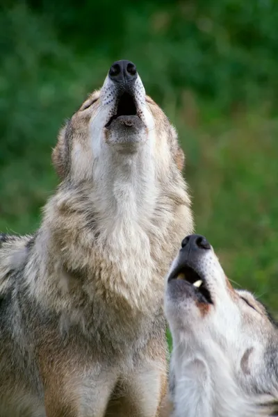 Los lobos aullan — Foto de Stock
