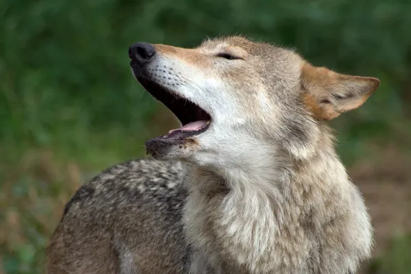 stock image Wolfs howl