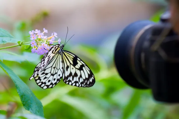 Disparar mariposa — Foto de Stock