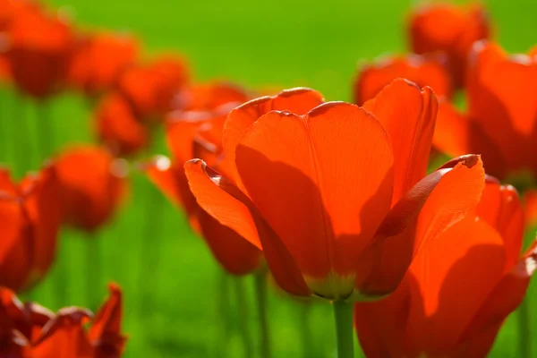 Red Tulip flowers — Stock Photo, Image