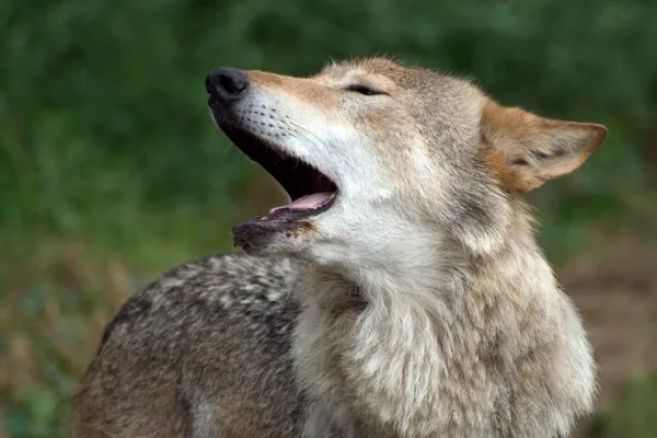 하 울 wolfs — 스톡 사진