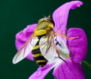 Wasp ormanlık Sardunya çiçeği üzerinde