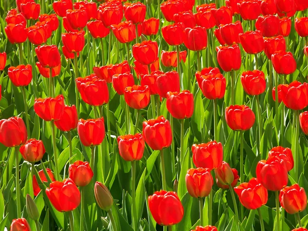 stock image Red Tulip flowers