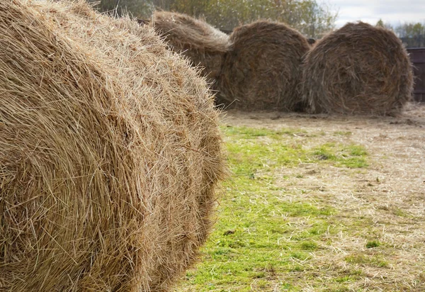 stock image Roll of straw or strawrick