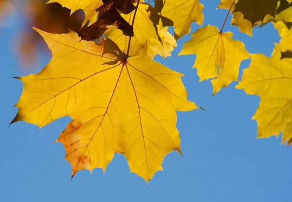 Follaje de arce de otoño — Foto de Stock