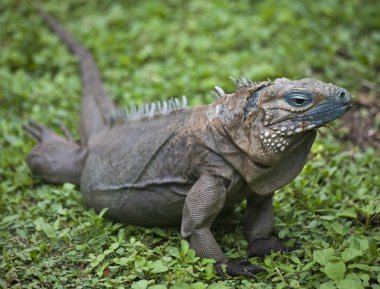 Mavi iguana