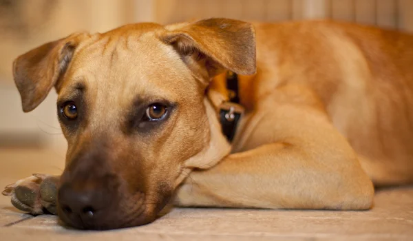 Mooie hond rusten op de vloer — Stockfoto