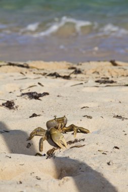 Crab walking on the beach towards the sea clipart